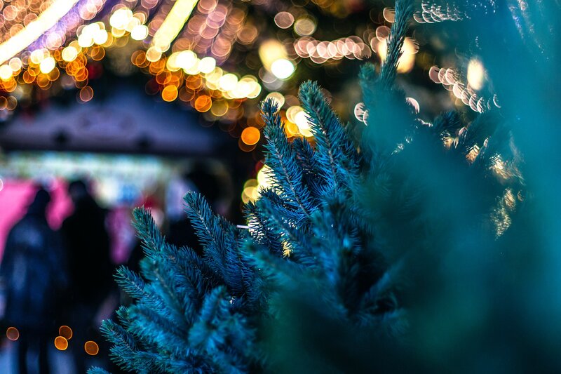 Blue Pine Branches — Festive