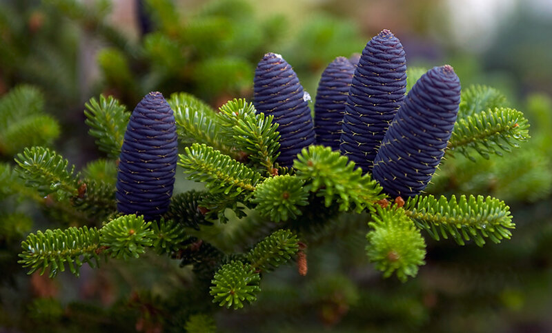 Blue Pine Cones on Branch — Green, Natural, Photograph