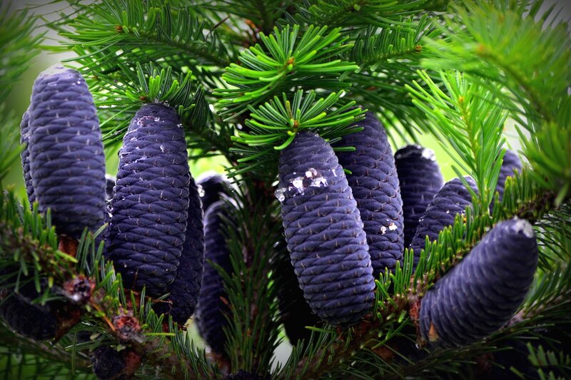 Blue Pine Cones on Branch — Green, Natural