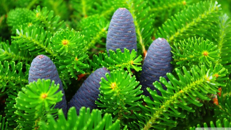 Blue Pine Cones on Branch — Green