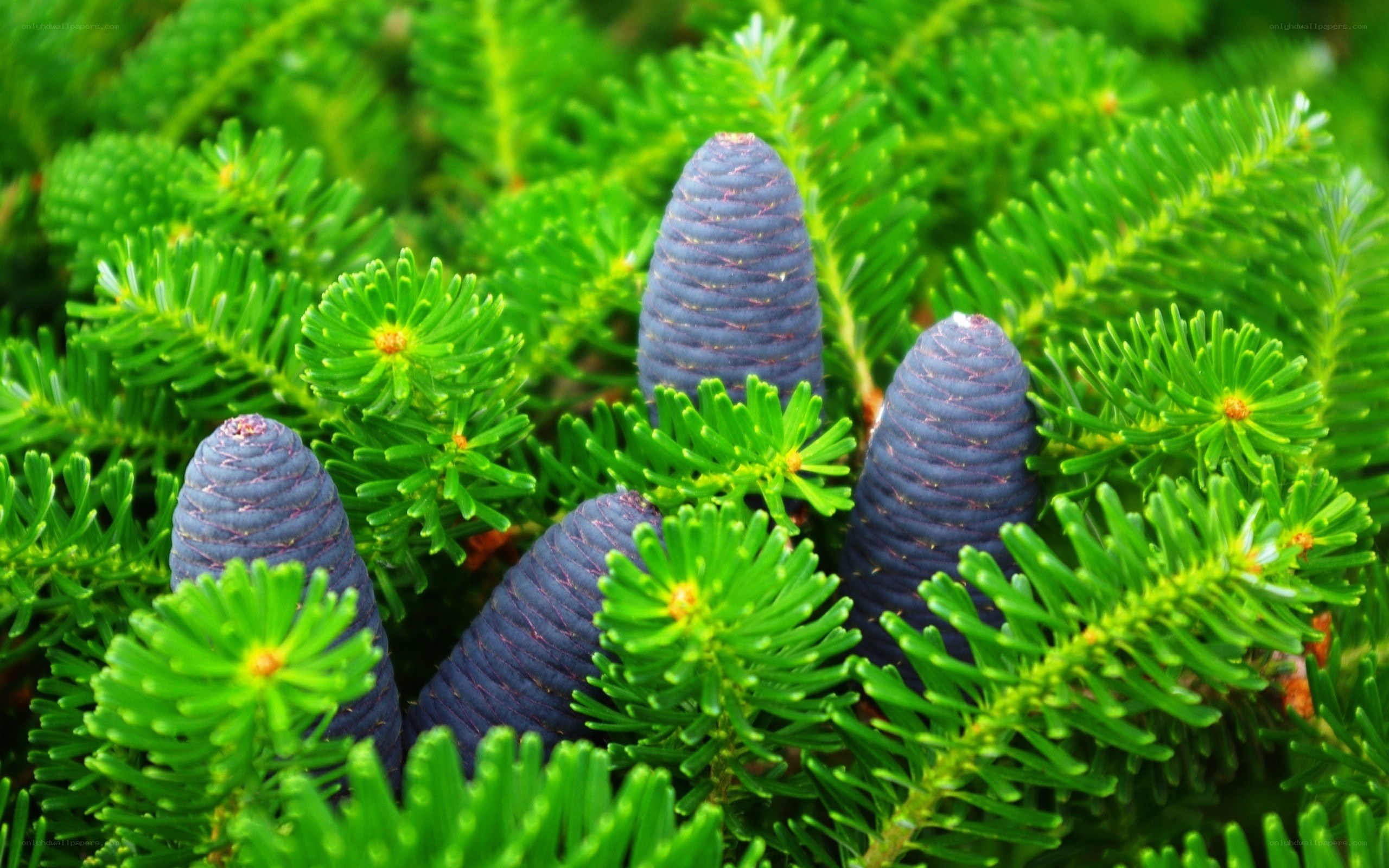 blue pine cones on green branches