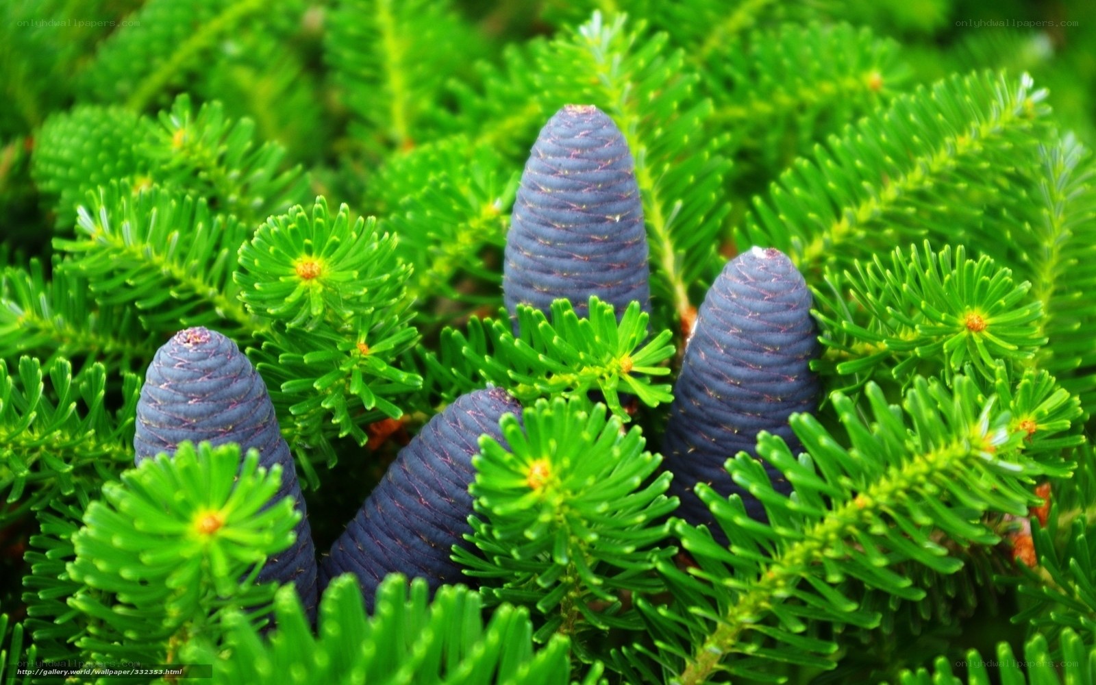 Blue pine cones on green branches