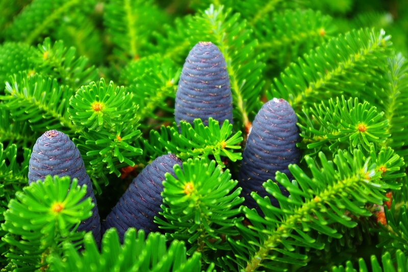 Blue Pine Cones