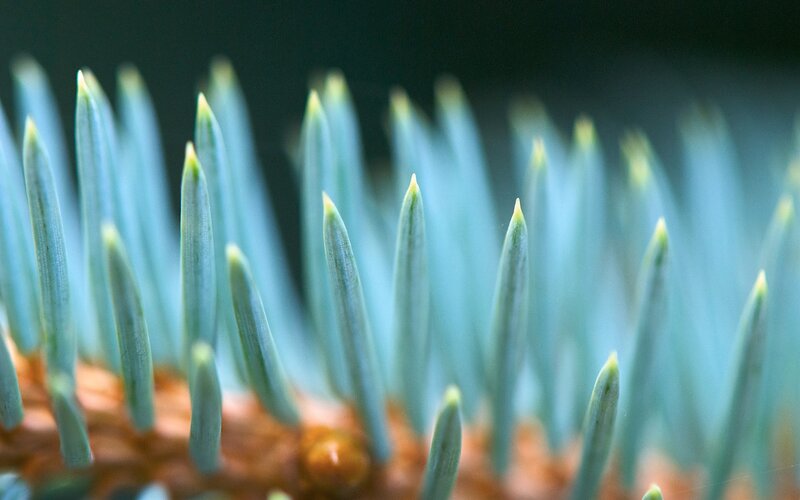 Blue Pine Needles — Green