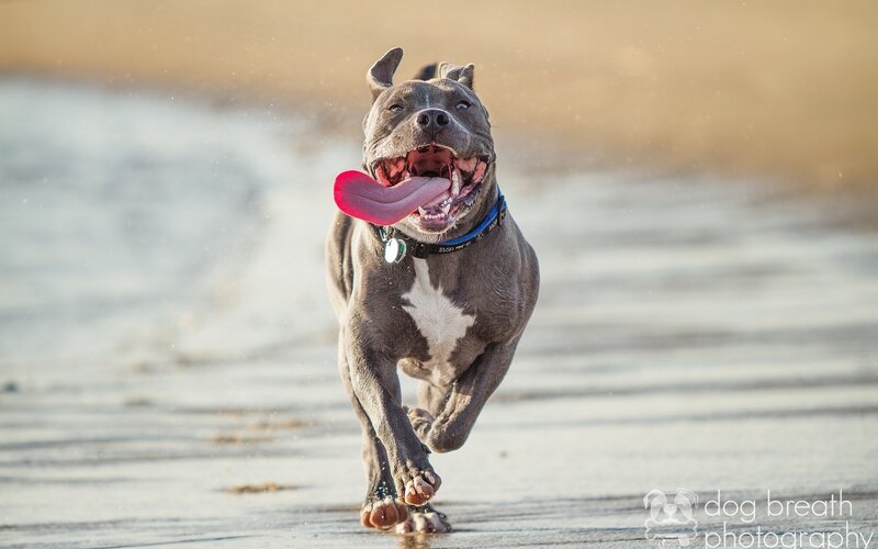 Blue Pit Bull Dog