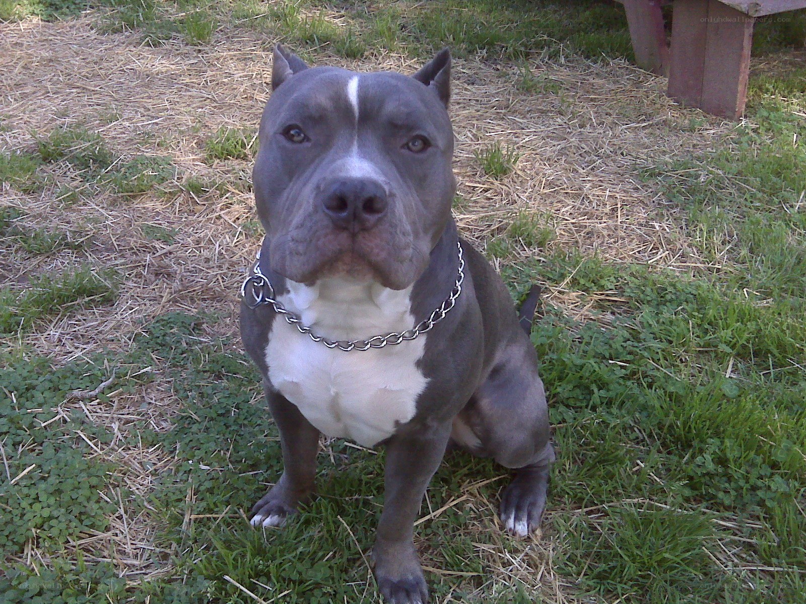 blue pitbull dog sitting outside