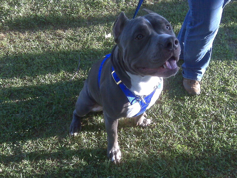 blue pitbull on leash