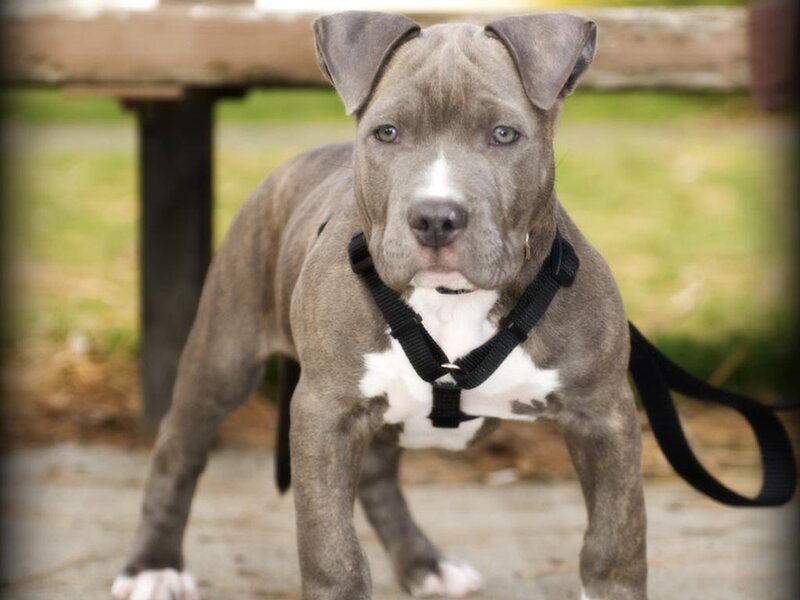 Blue Pitbull Puppy — Gray, Calm