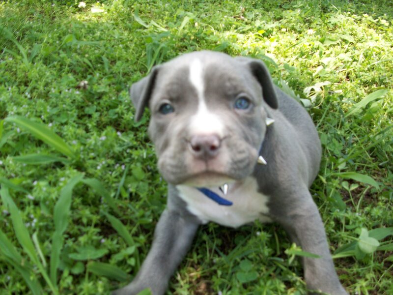 Blue Pitbull Puppy — Gray
