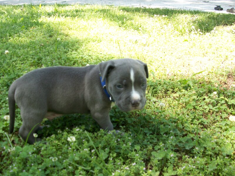 Blue Pitbull Puppy