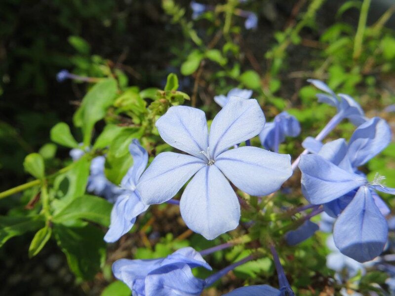Blue Plumbago Flower — Calm