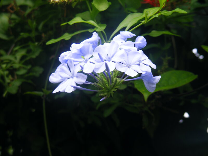 Blue Plumbago Flower — Serene