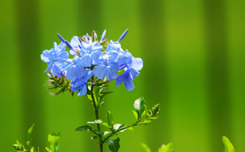 Blue Plumbago Flower