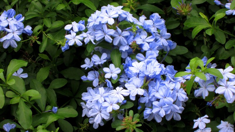 Blue Plumbago Flowers — Calm, Afternoon