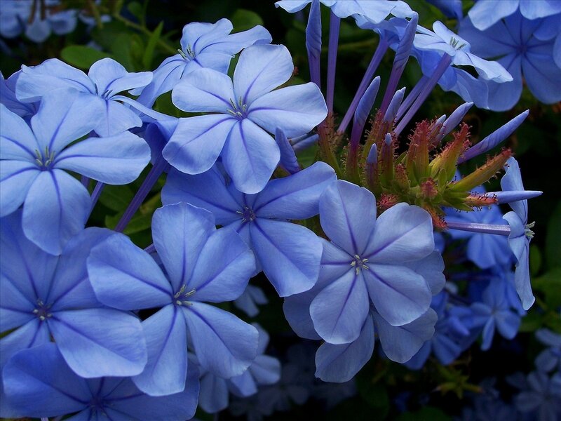 Blue Plumbago Flowers — Calm, Photograph