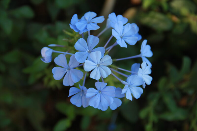 Blue Plumbago Flowers — Calm
