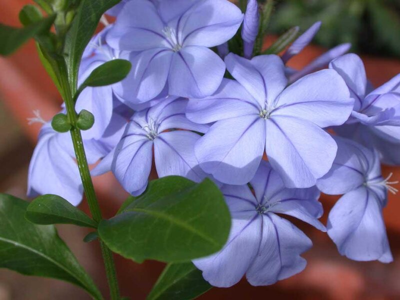 Blue Plumbago Flowers — Purple