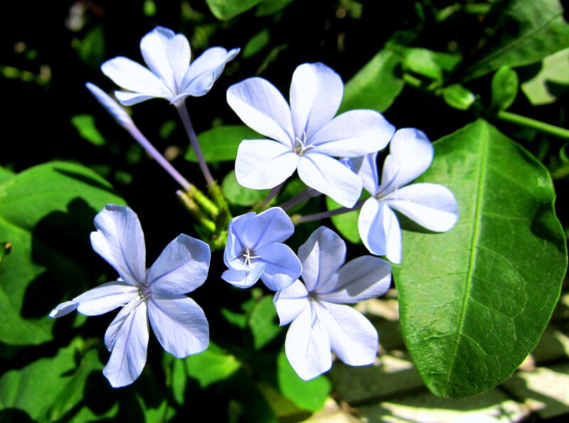 Blue Plumbago Flowers — Serene, Afternoon
