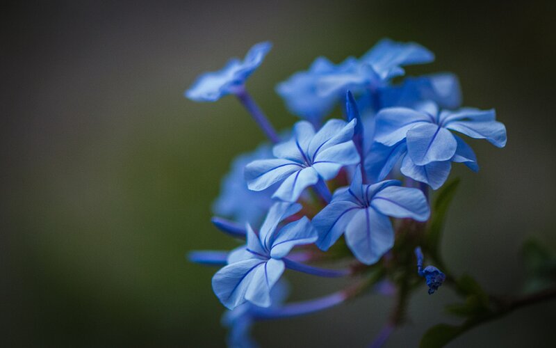 Blue Plumbago Flowers — Serene, Photograph