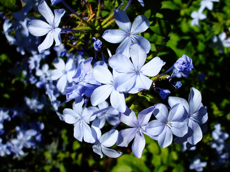 Blue Plumbago Flowers — Serene