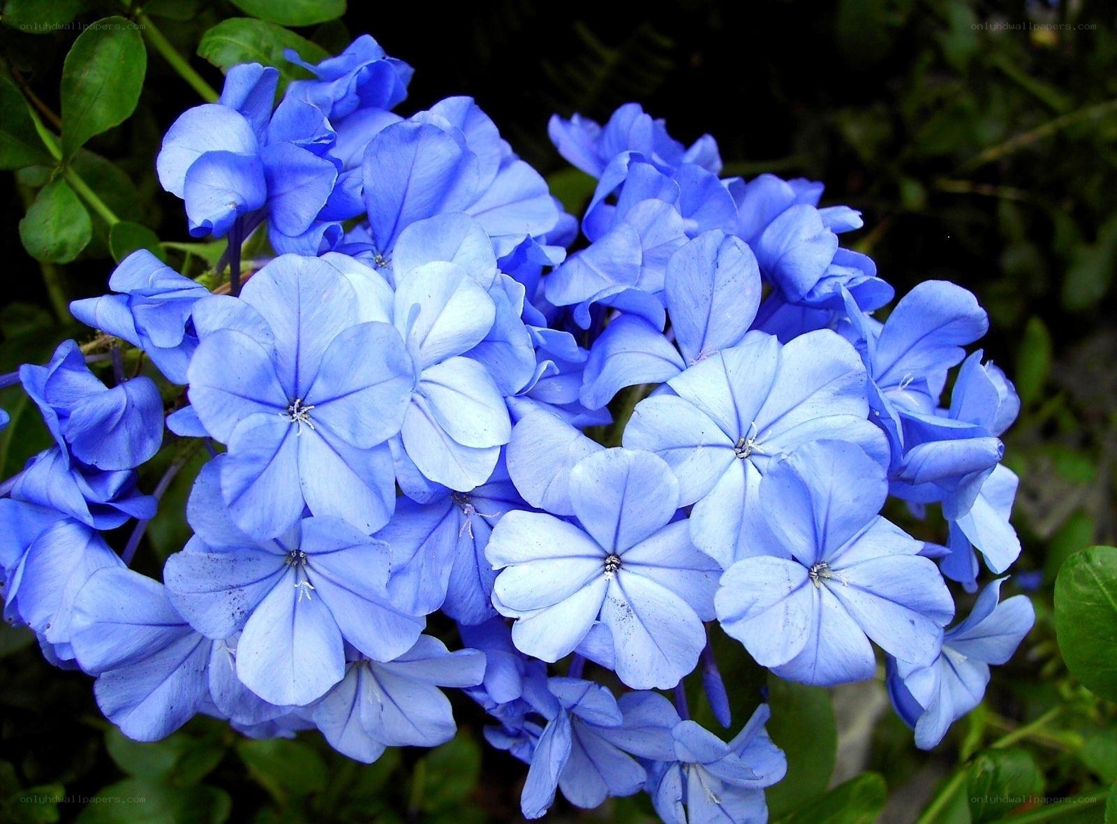 blue plumbago flowers