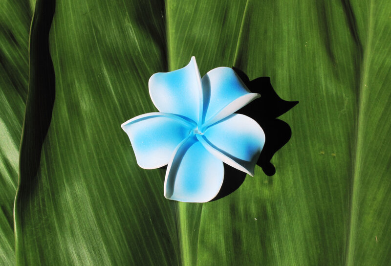 Blue Plumeria Flower