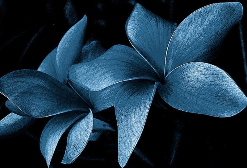 Blue Plumeria Flowers — Dramatic