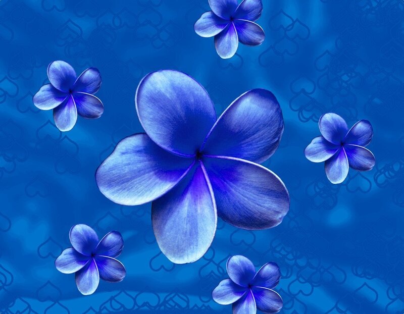 Blue plumeria flowers on blue background