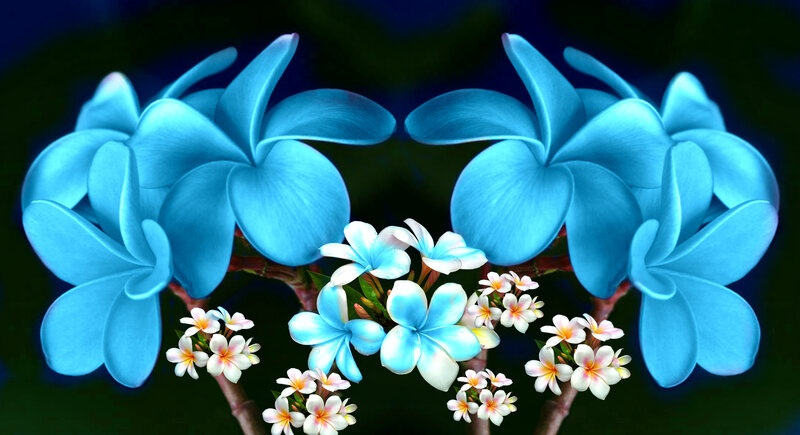 Blue Plumeria Flowers — Serene