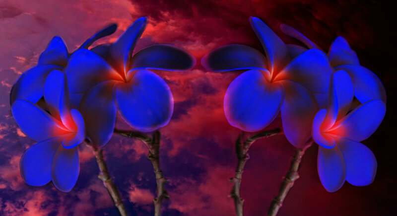 Blue Plumeria Flowers