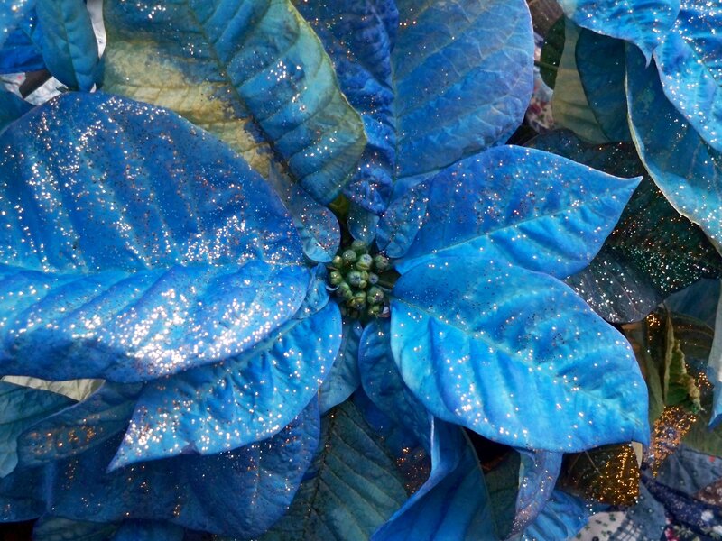 Blue Poinsettia Flower — Festive