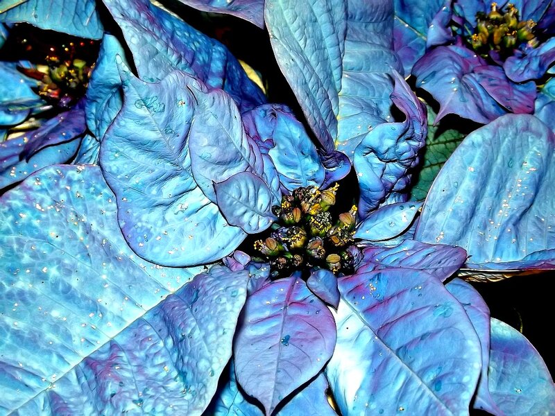 Blue Poinsettia Flower