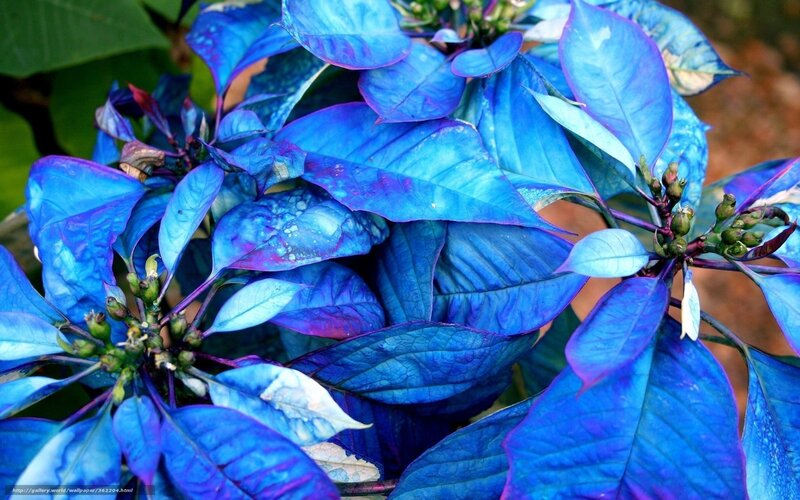 blue poinsettia plant