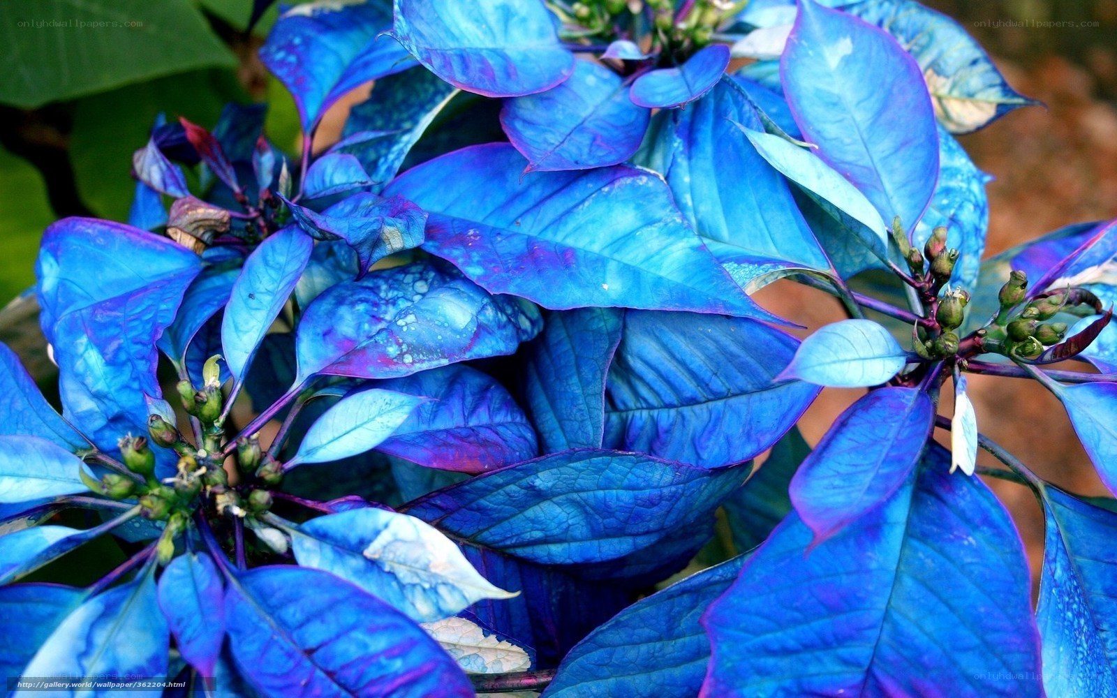 blue poinsettia plant