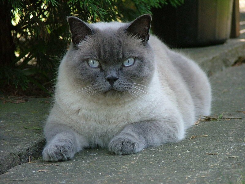 Blue-point Cat