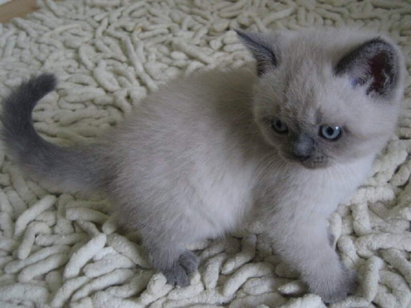 Blue Point Kitten