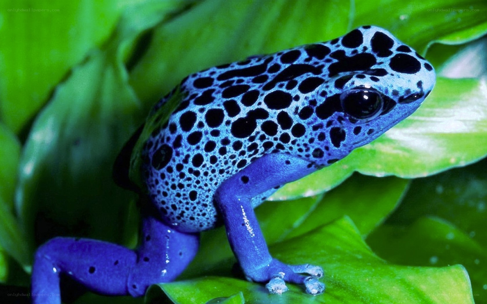 blue poison dart frog
