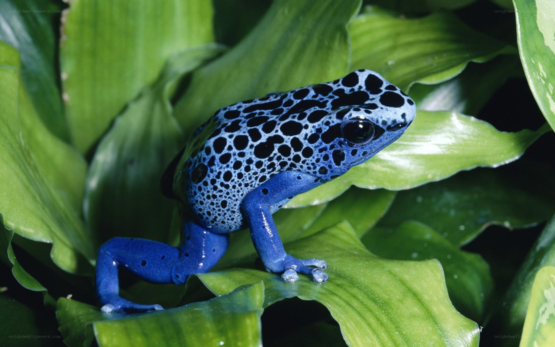blue poison dart frog