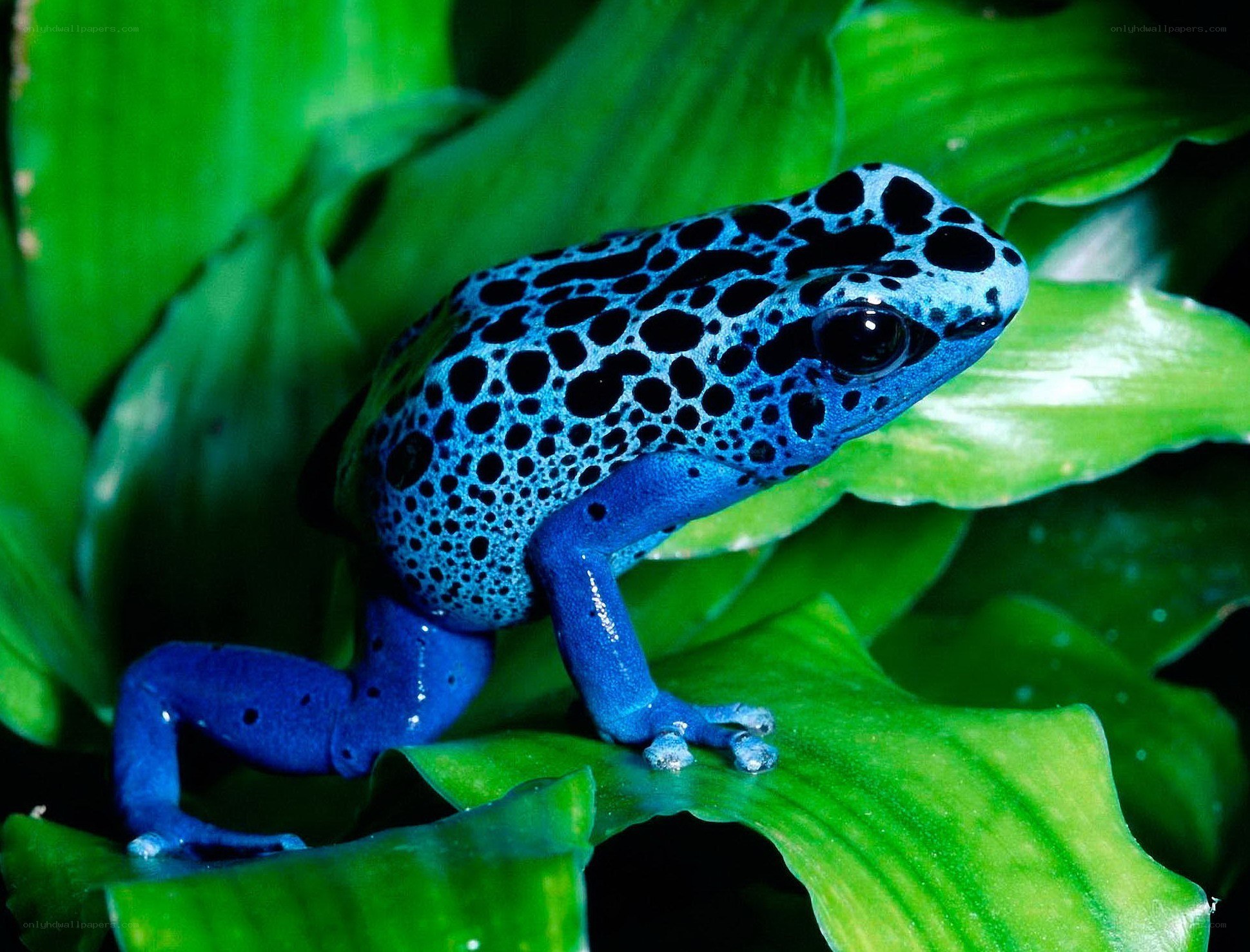 blue poison dart frog
