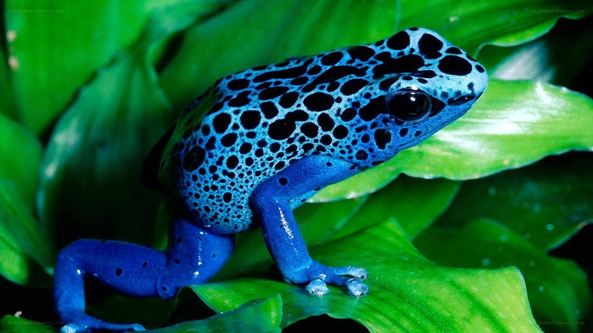 blue poison dart frog