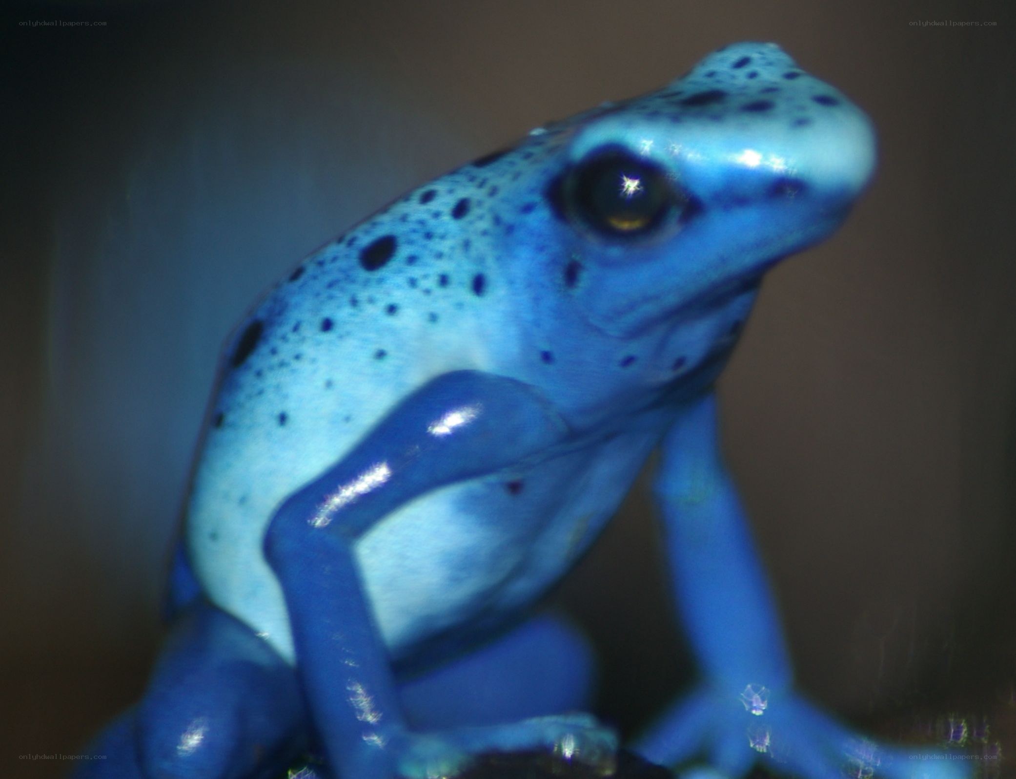 blue poison dart frog