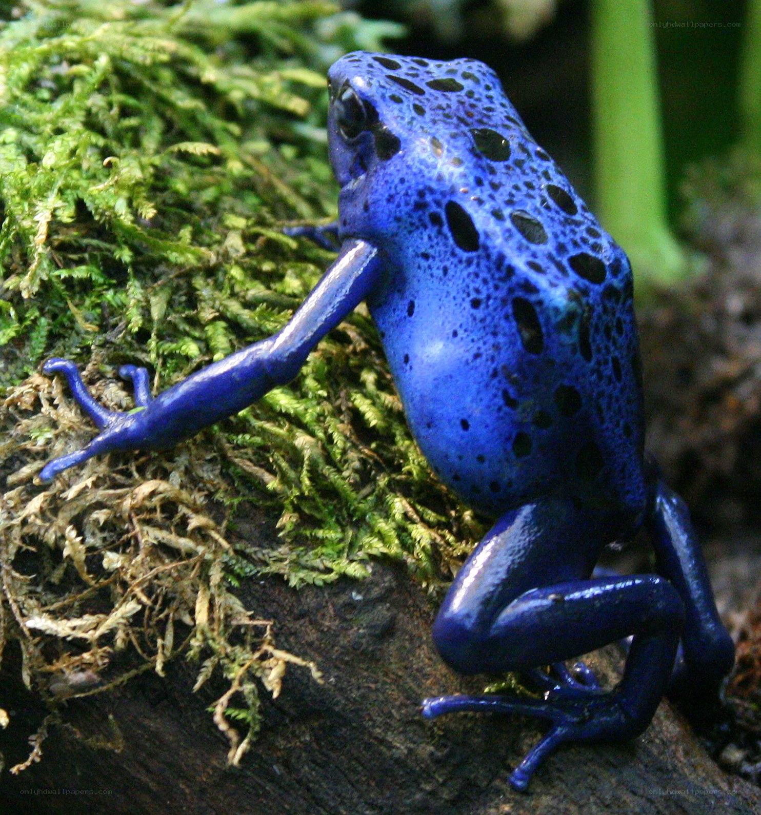 blue poison dart frog