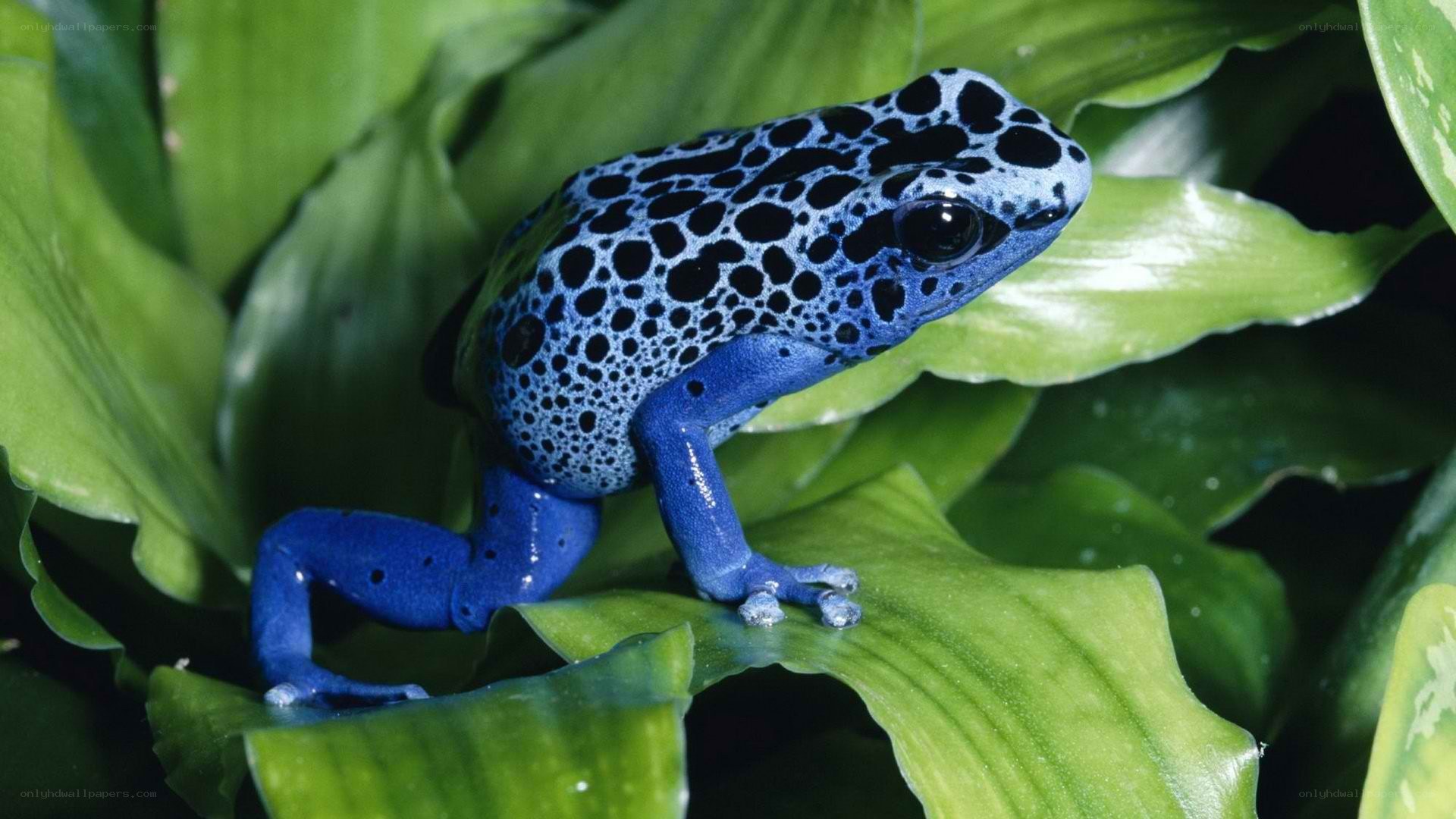 blue poison dart frog