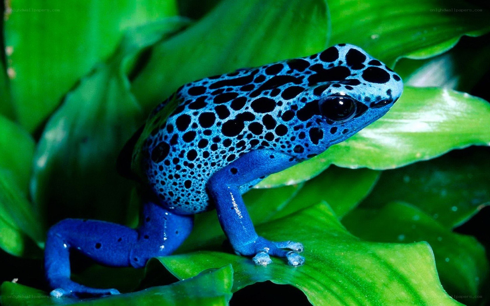 blue poison dart frog