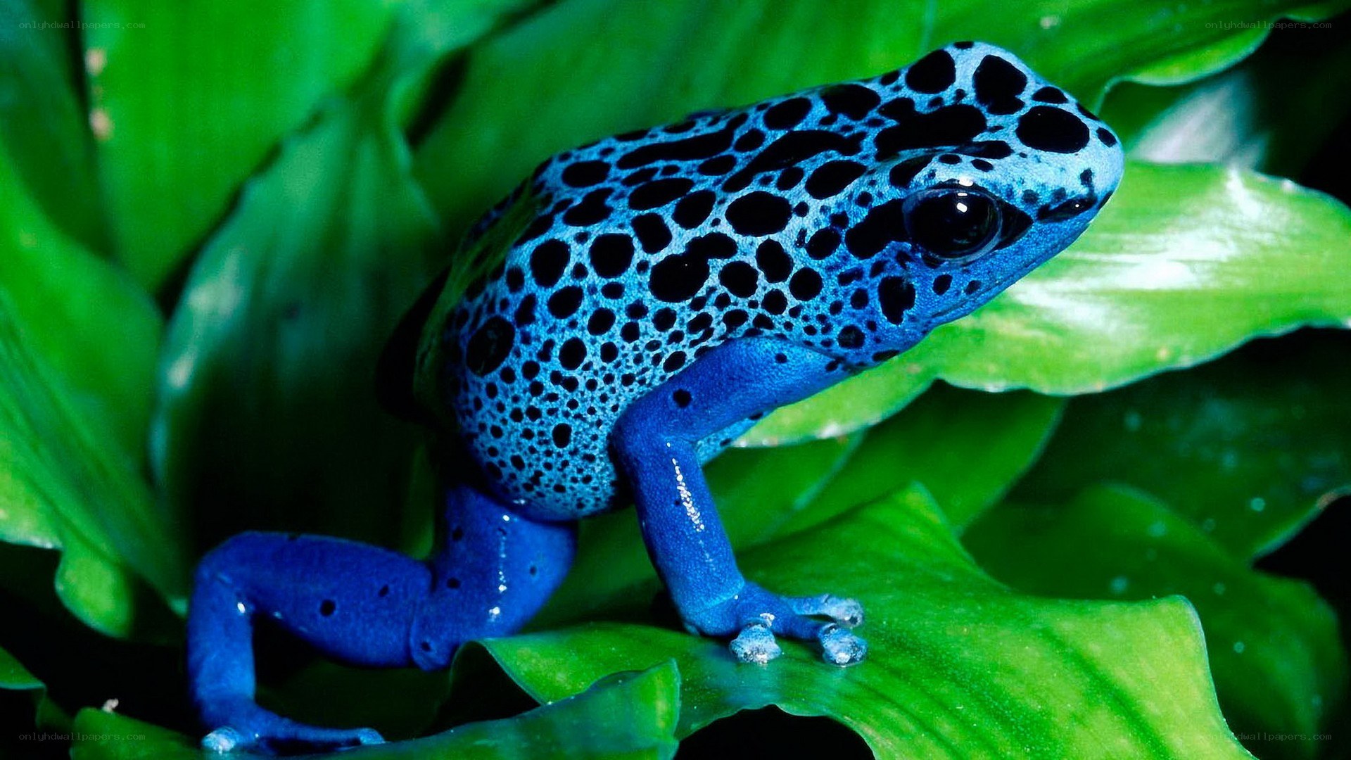 blue poison dart frog