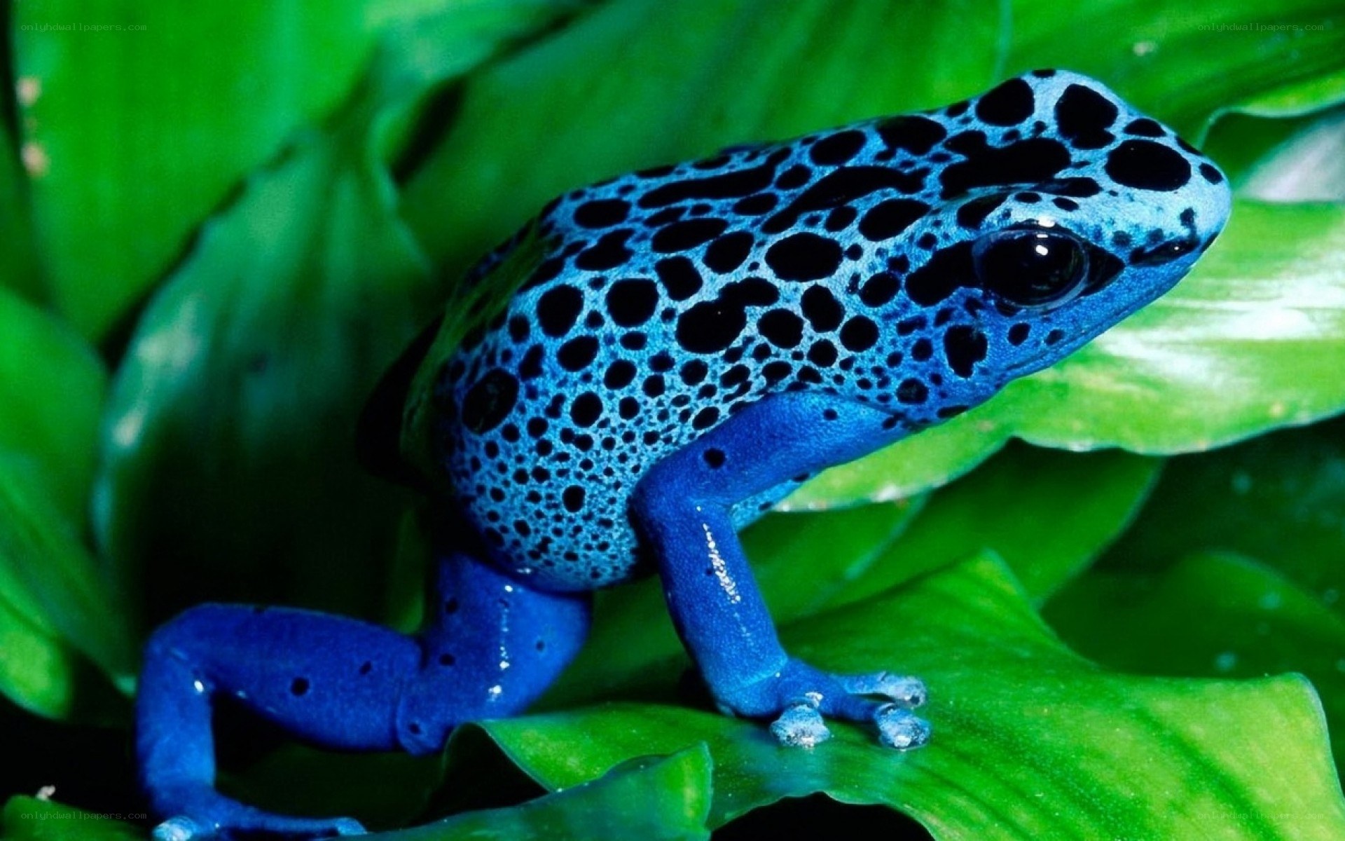 Blue poison dart frog