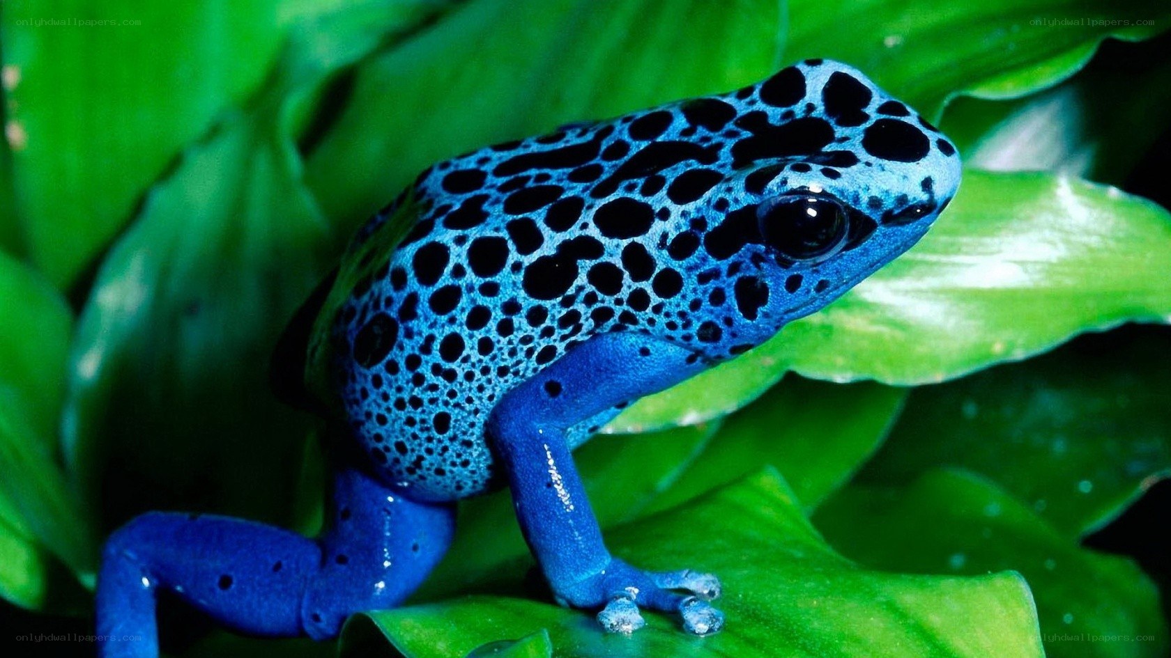 blue poison dart frog