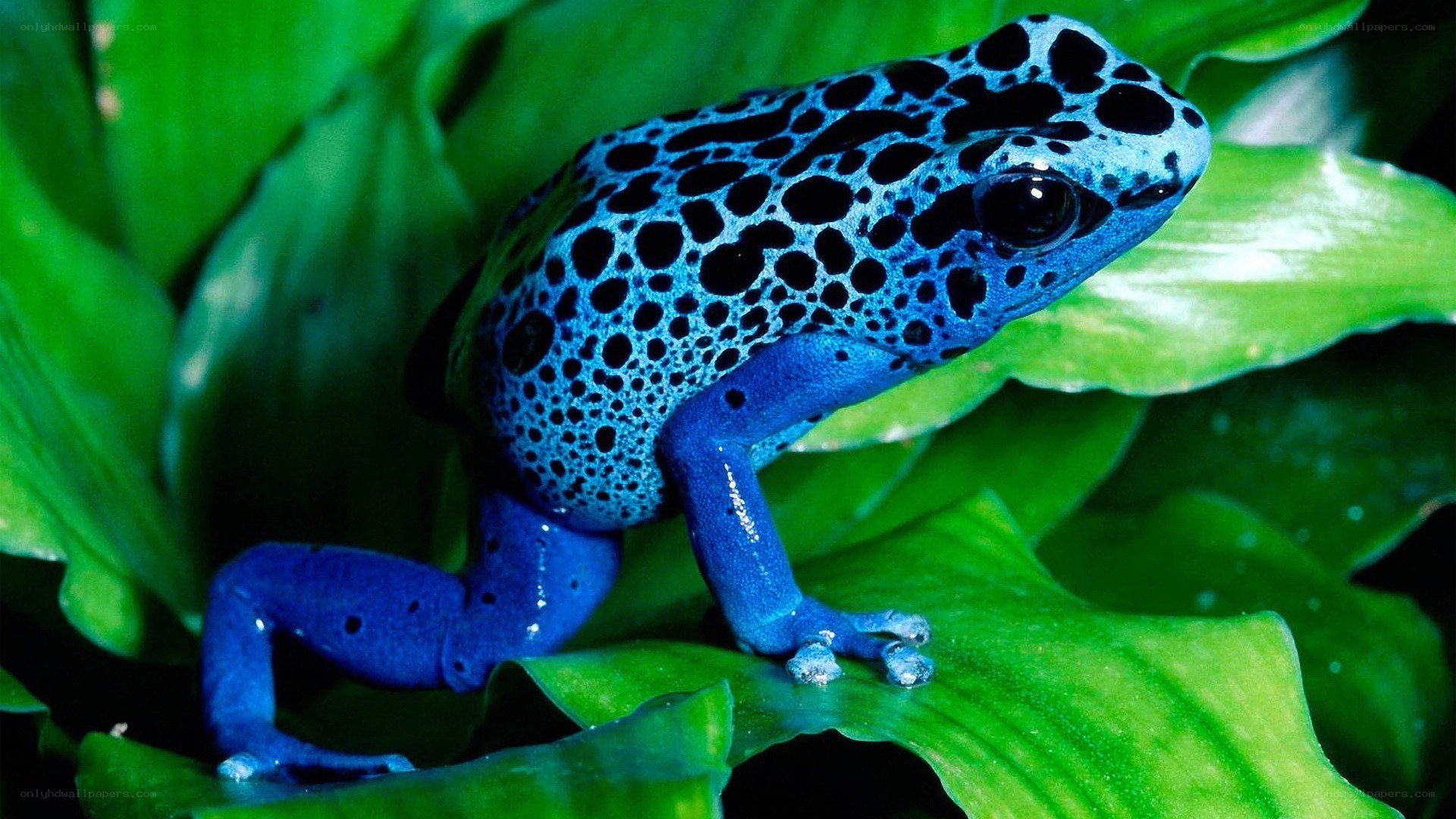 blue poison dart frog