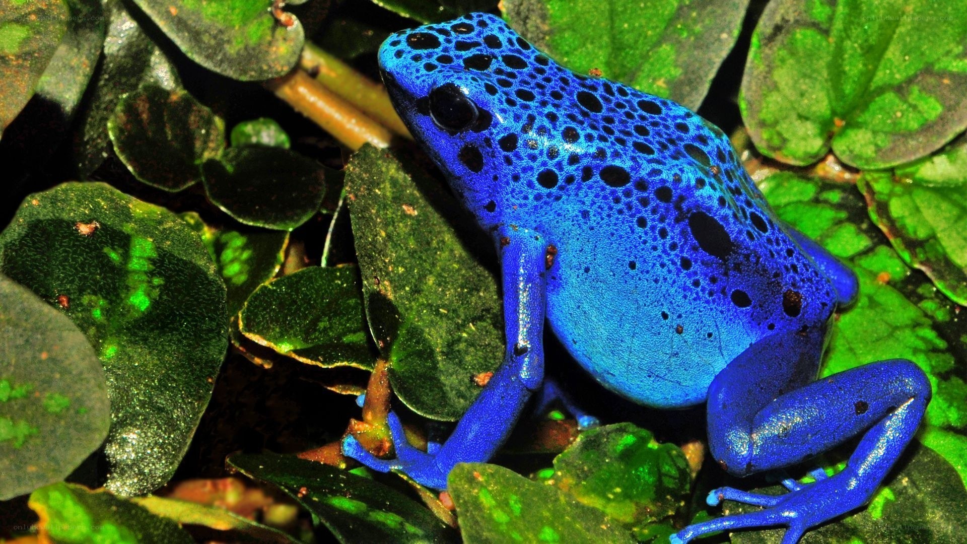 Blue poison dart frog