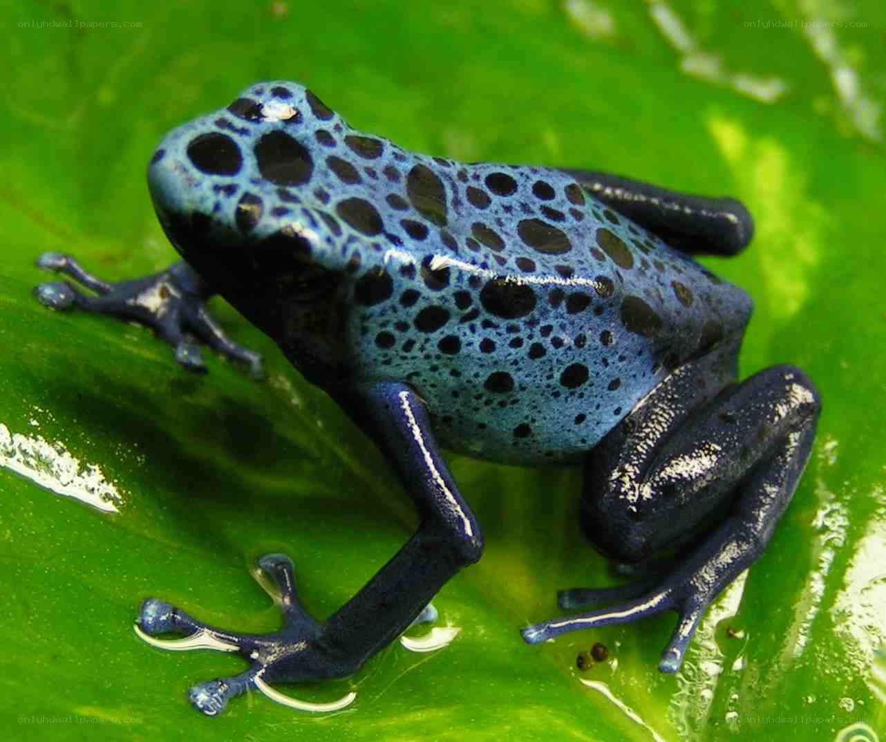 blue poison dart frog